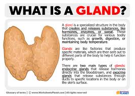 what is a gland definition of gland
