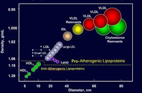 Introduction To Lipids And Lipoproteins Endotext Ncbi