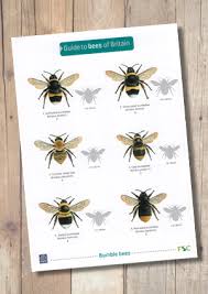 Bees Of Britain Laminated Id Chart Steven Cheshires