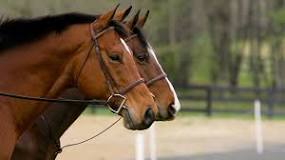 Can you use a martingale with a figure 8 bridle?