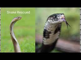 get rid of garter snakes in basement