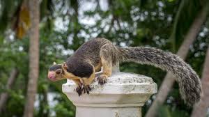 homemade squirrel repellents that are