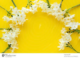 fresh flowers on color background from