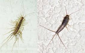 house centipede vs silverfish how to
