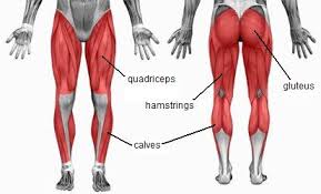 Functional anatomy of the hip. Lower Body Anatomy Bodybuilding Wizard