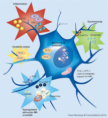 astrocyte toxicity in motor neuron