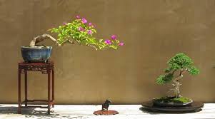 better bonsai