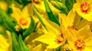 1080p full hd wallpaper yellow flower