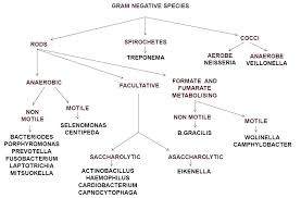 Gram Negative Bacteria Chart Achievelive Co