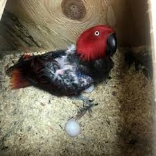 macaw parrot eggs affable birds and