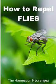 Get Rid Of Flies In The Backyard