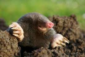 moles vs voles how to get rid of