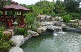 Koi Pond Designs Installations Thai
