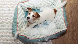 6 Most Chew Proof Dog Beds 2021