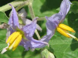 Solanum dimidiatum (Western horsenettle) | Native Plants of North ...