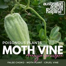 The Moth Vine And Your Pets Animal