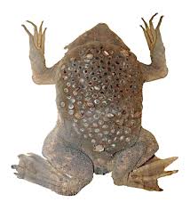 The species possess small eyes and is devoid of teeth and. The Surinam Toad A Strange Amphibian And Unusual Egg Care Owlcation Education