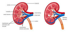 can-acupuncture-heal-kidneys