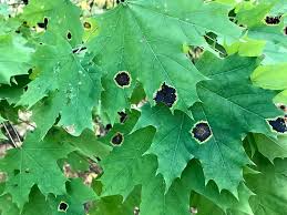 black spots on maple leaves here s