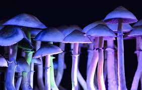 Magic Mushrooms Grow Inside Man Who Used Them Intravenously