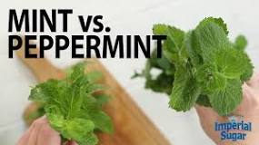 Is sweet mint and spearmint the same thing?
