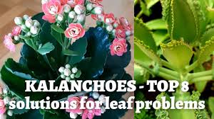 kalanchoe plant care top 8 reasons