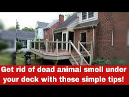 How To Get Rid Of Dead Animal Smell