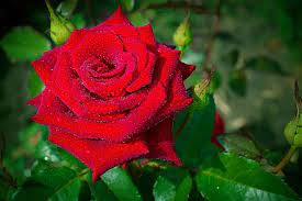 Lovely Red Rose Red Pretty Wet Rose
