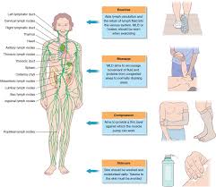 Female muscle diagram and definitions. Managing Lymphoedema Nurse Key