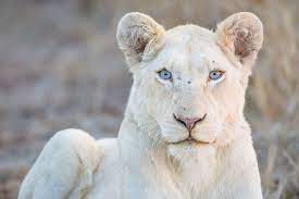 the white lions of south africa