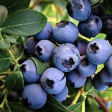 Blueberry Varieties in High Concentration
