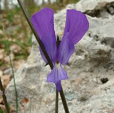 Viola merxmuelleri (=Viola graeca) / Viola greca , Natura ...