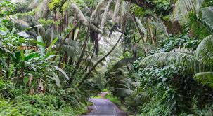 top 5 scenic drives on the big island