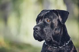 Pets4homes rates the cane corso breed as 5 out of 5 for size. Cane Corso Der Sanftmutige Riese Deinetierwelt