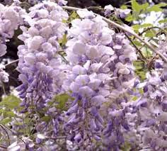 Blue moon' is an extremely fast growing and super hardy wisteria to zone 3 (did you notice that prairie gardeners?!) that blooms up to three times a year if unlike other wisteria in cultivation, this one hails from north america rather than asia. Blue Moon Kentucky Wisteria Plants4home