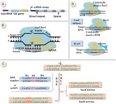 crispr cas9 a new and promising player
