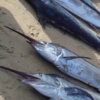 swordfish calories 282cal 200g and