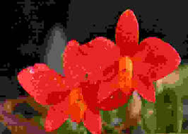 Vendo piantine/rizomi di iris japonica. Orchidea Varieta Cura Terreno Temperatura E Luce