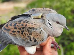 european turtle dove streptopelia turtur