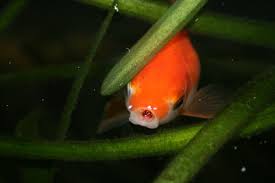 How Fast Do Goldfish Fry Grow Pets