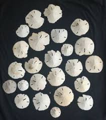 We did not find results for: 24 Pcs Florida Keyhole Sand Dollar Sea Shell Beach Decor Craft 2 4 Ebay