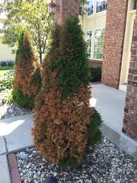 Arborvitaes are hardy trees that require little maintenance and grow well in part or full sun. What Is Causing My Arborvitae To Turn Brown 256085 Ask Extension
