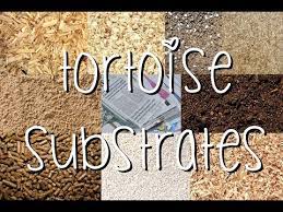 Tortoise Substrate What To Choose And