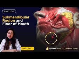 submandibular region and floor of mouth
