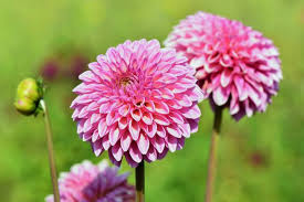Find your planting zone with gilmour understanding the different plant hardiness zones gives you the ability to narrow down your gardening choices. Dahlias How To Plant Grow And Care For Dahlia Flowers The Old Farmer S Almanac