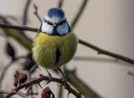 British Garden Birds Images