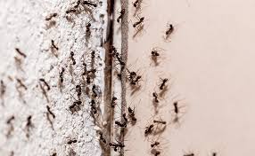 comment se débarrer des fourmis 15