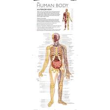 Lake Press Wonders Of Learning Human Body Wall Chart