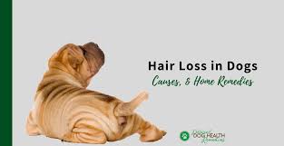 hair loss in dogs causes and natural