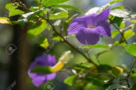Protecting garden plants from animals | plant & flower stock photography: Thunbergia Erecta Herbaceous Perennial Flowering Climbing Plant Stock Photo Picture And Royalty Free Image Image 113372777